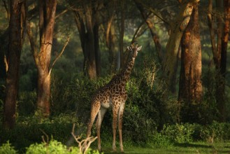 Pilt Giraffe