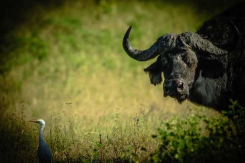 Afbeeldingen van Buffalo is watching you