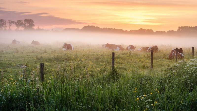 Afbeeldingen van Bourgoyen-Ossenmeersen Ghent Belgium