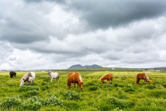 Slika Grazing