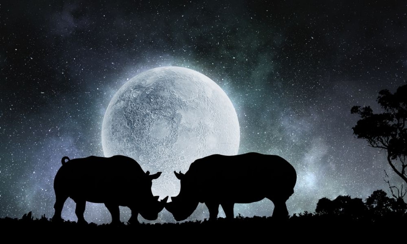 Image de Natural Safari landscape