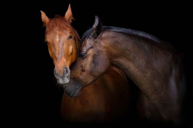 Picture of Horses in Love