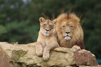 Image de Couple de Lions