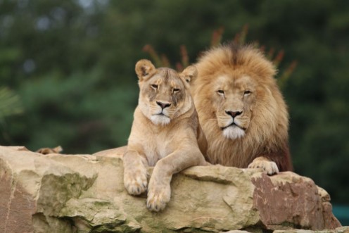 Afbeeldingen van Couple de Lions