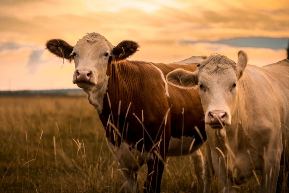 Picture of Cows in sunset