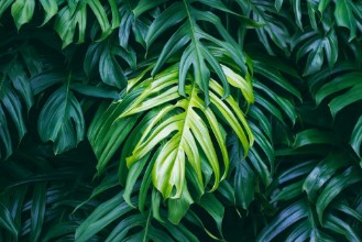 Afbeeldingen van Shades of Green