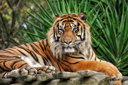Picture of TIgre qui pose