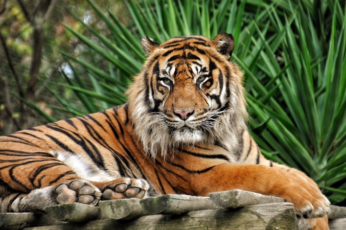 Afbeeldingen van TIgre qui pose