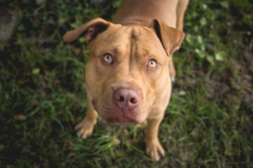 Image de Yellow Terrier Dog Looking up