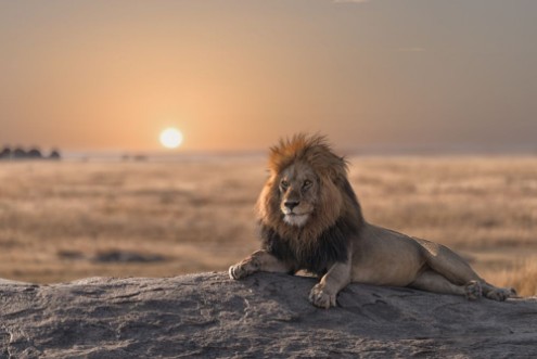 Picture of A male lion is sitting on the top of the rock looking for his area  He looks so gorgeous 
