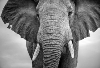 Image de Elephant Close-up
