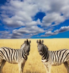 Poza cu Zebra