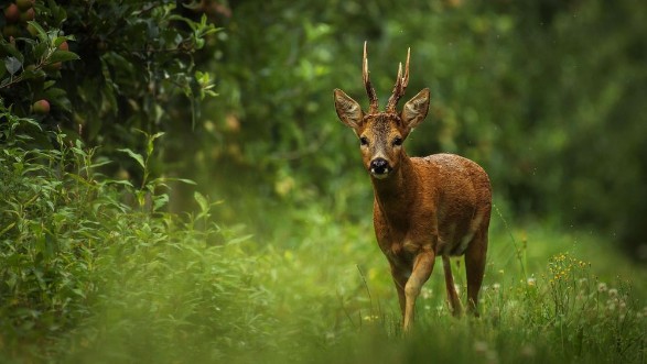 Picture of Wild atmosphere