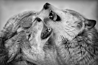 Bild vun Timber Wolf Clash