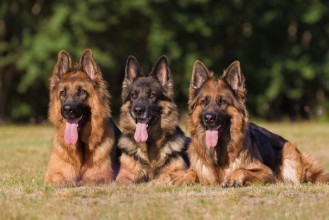 Kép Deutsche Schferhunde