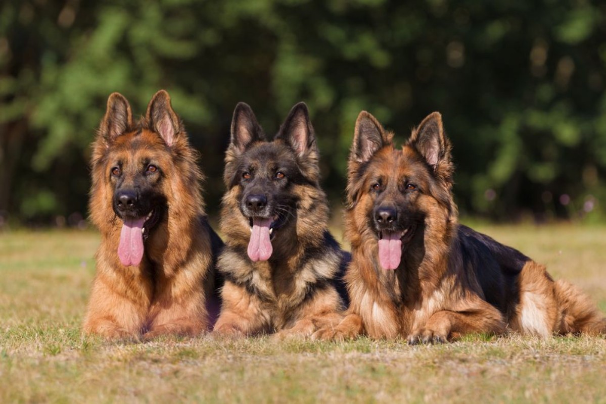 Picture of Deutsche Schferhunde