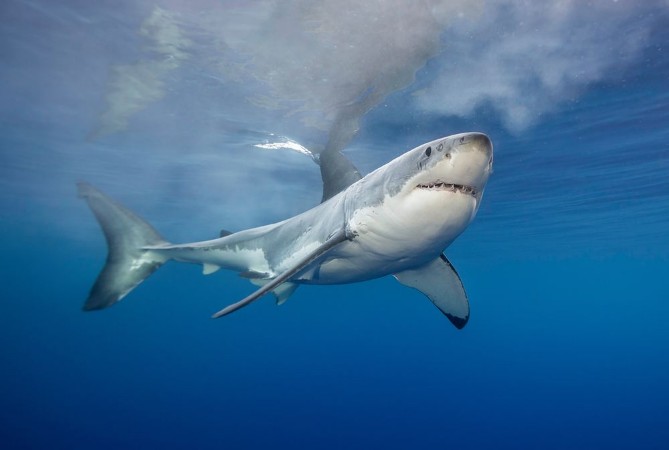 Picture of Great white shark at the surface