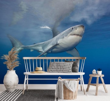 Afbeeldingen van Great white shark at the surface