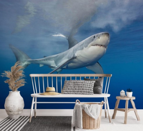 Picture of Great white shark at the surface