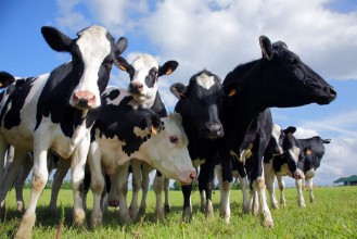 Pilt Holstein cows cattle