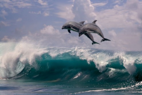 Image de Dolphin Surfers