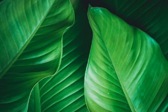 Afbeeldingen van Green leaves dark nature background