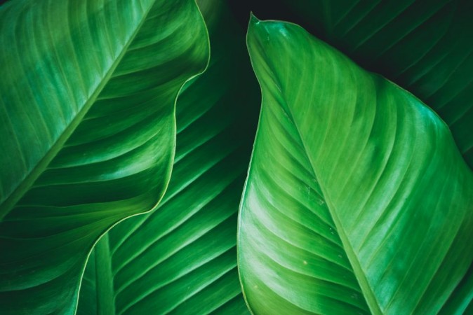 Image de Green leaves dark nature background