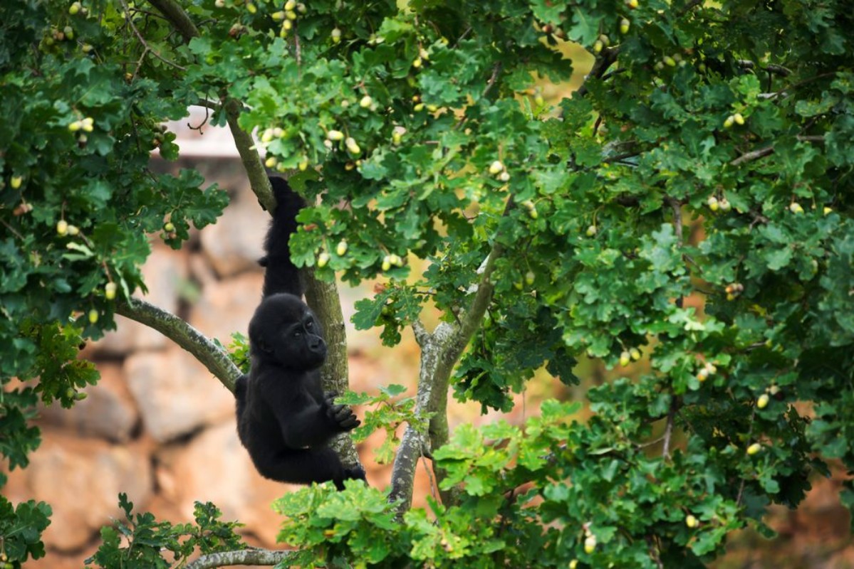 Afbeeldingen van Young gorilla hanging on branch