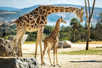 Ritratt ta’ Giraffe family on a walk