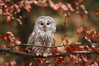 Afbeeldingen van He lives in Europe and Asia on the Czech territory only occurs very rarely in the area of the Beskydy mountains and the Bohemian Forest and Bohemian Forest Strix uralensis 