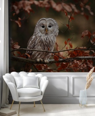 Picture of He lives in Europe and Asia on the Czech territory only occurs very rarely in the area of the Beskydy mountains and the Bohemian Forest and Bohemian Forest Strix uralensis 