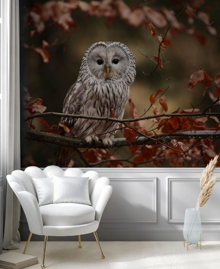 Picture of He lives in Europe and Asia on the Czech territory only occurs very rarely in the area of the Beskydy mountains and the Bohemian Forest and Bohemian Forest Strix uralensis 