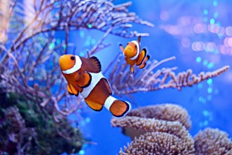 Picture of Clownfish Amphiprioninae in aquarium tank with reef as background