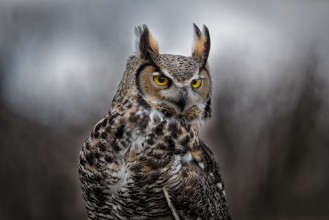 Ritratt ta’ Grey Horned Owl