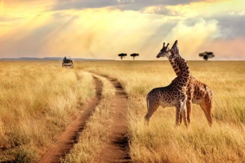 Picture of Group of giraffes in the Serengeti National Park on a sunset background with rays of sunlight African safari