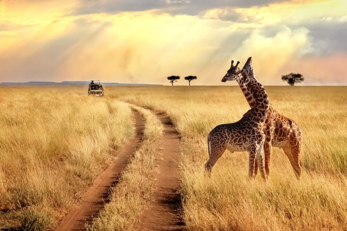 Afbeeldingen van Group of giraffes in the Serengeti National Park on a sunset background with rays of sunlight African safari