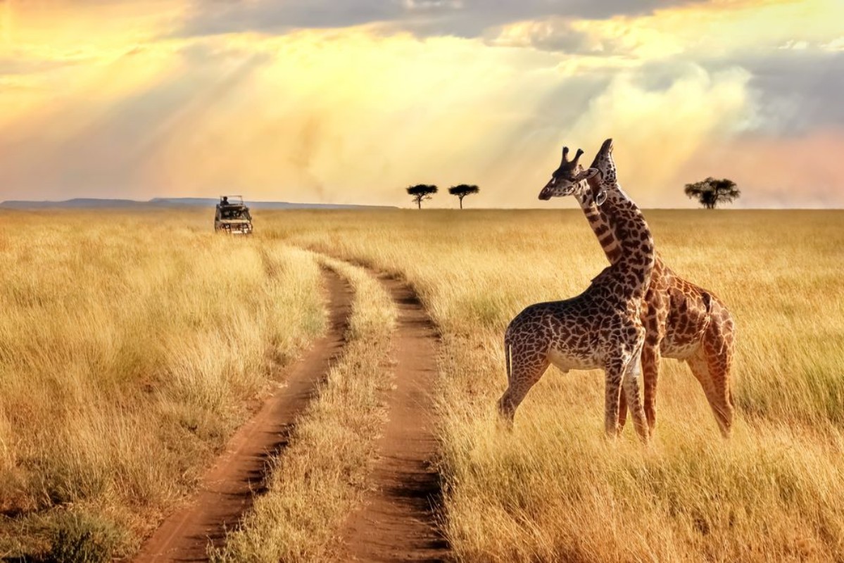 Afbeeldingen van Group of giraffes in the Serengeti National Park on a sunset background with rays of sunlight African safari