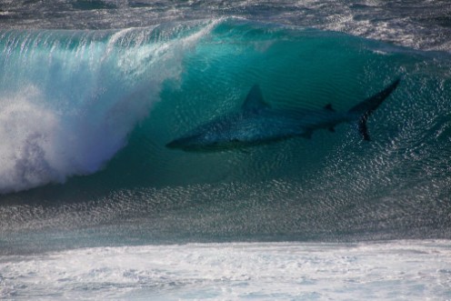 Afbeeldingen van Hai in Tunnelwelle
