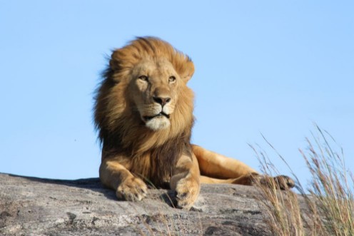 Picture of Male lion on the rocks in Serengeti National park Tanzania