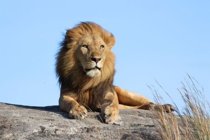 Picture of Male lion on the rocks in Serengeti National park Tanzania
