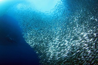 Image de Sardine Run in Moalboal Cebu Philippines