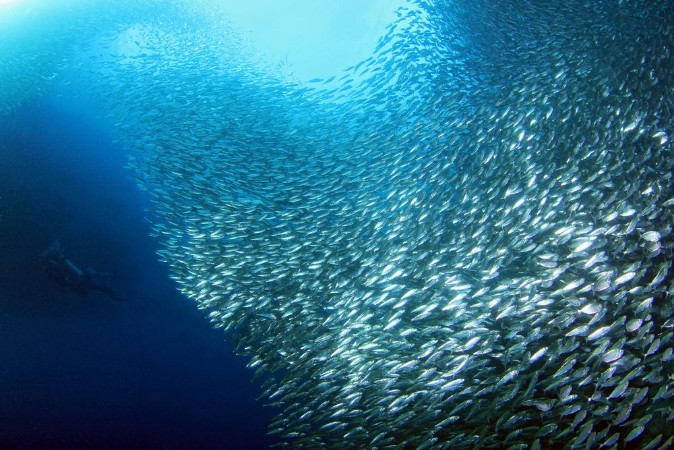 Image de Sardine Run in Moalboal Cebu Philippines