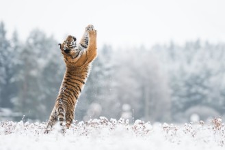 Pilt Young Siberian tiger playing with snow