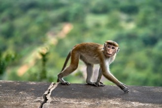 Immagine di Macaca monkey outdoors