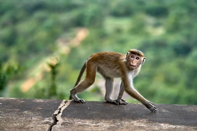 Picture of Macaca monkey outdoors