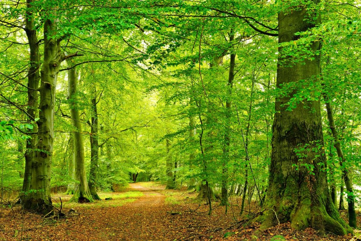 Picture of Leaf Green Path