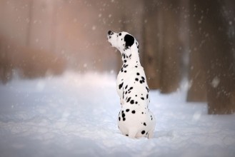 Obrázek Dog on winter background