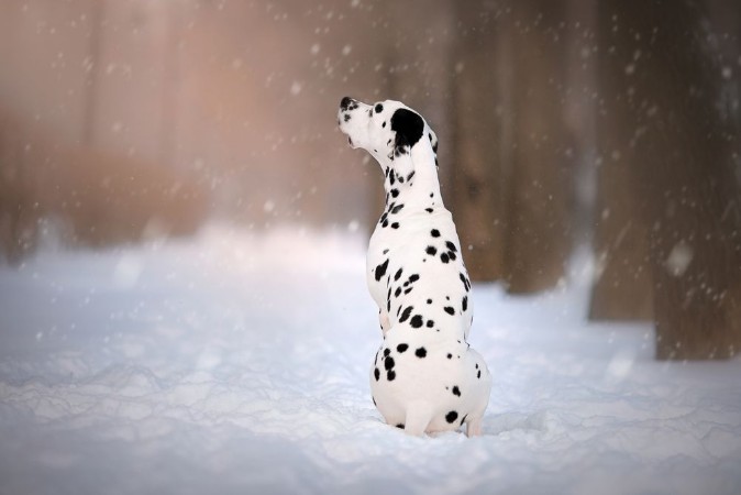 Picture of Dog on winter background