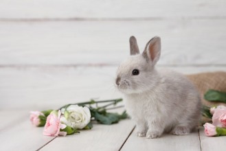 Bild von Easter Rabbit