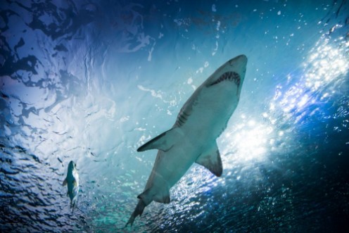 Picture of Toronto aquarium Canada